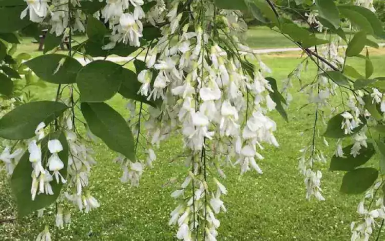 Fleurs de Virgilier jaune