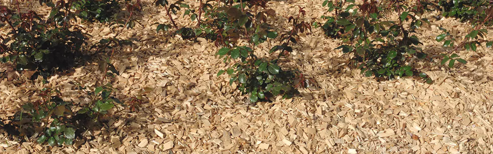 COLLECTE DE DÉCHETS VERTS ET DISTRIBUTION DE BROYAT